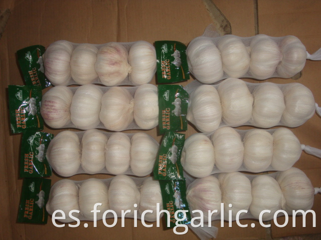 Normal White Garlic